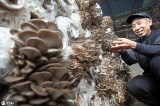 蘑菇种植 蘑菇种植（蘑菇种植方法和步骤） 生活