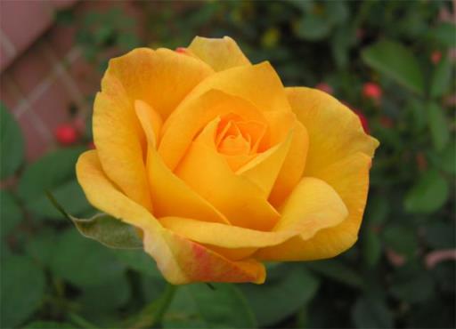 黄色玫瑰寓意和花语 黄色玫瑰寓意和花语（黄色玫瑰寓意和花语） 生活