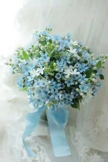 蓝星花的花语 蓝星花的花语（蓝星花的图片） 生活