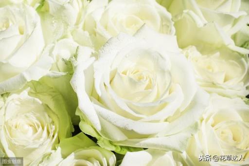 白玫瑰花语 白玫瑰花语（白玫瑰花语象征与寓意） 生活