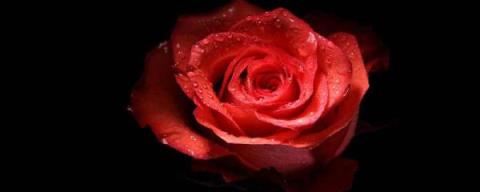 收到的玫瑰花束怎么养 收到的玫瑰花束怎么养  收到的玫瑰花束怎么养活 生活