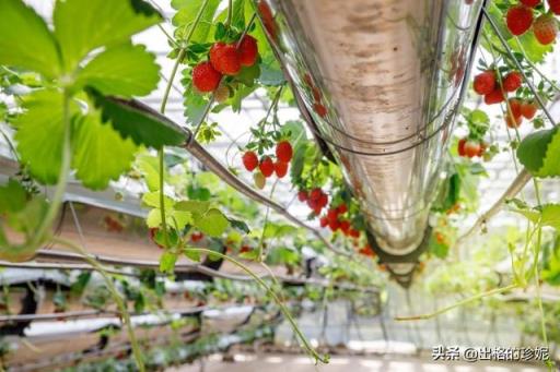 草莓怎么种植方法 草莓怎么种植方法「家种草莓怎么种植方法」 生活