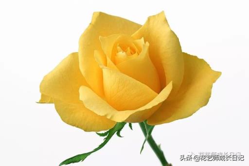 玫瑰花朵数的含义 玫瑰花朵数的含义（送玫瑰花朵数的含义） 生活