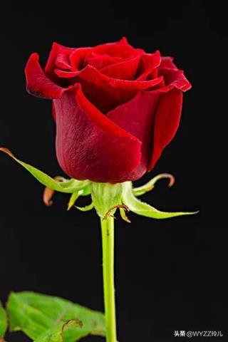 玫瑰颜色的含义 玫瑰颜色的含义，玫瑰颜色的含义和象征 生活