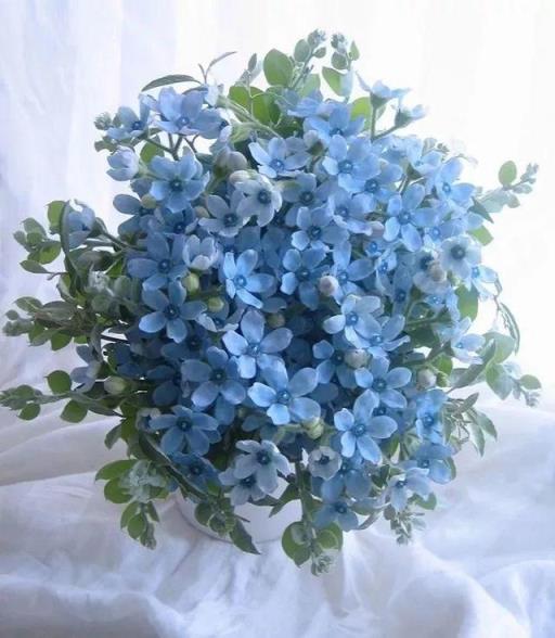 蓝星花的花语 蓝星花的花语（蓝星花的图片） 生活