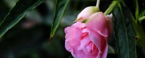 凤仙花的种植方法 凤仙花的种植方法「凤仙花的危害」 生活