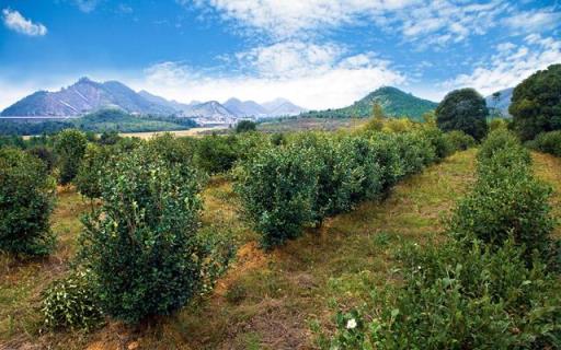 油茶树种植技术 油茶树种植技术「油茶树种植技术及管理须知」 生活