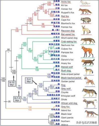 动物的分类 动物的分类（动物的分类有哪些） 生活