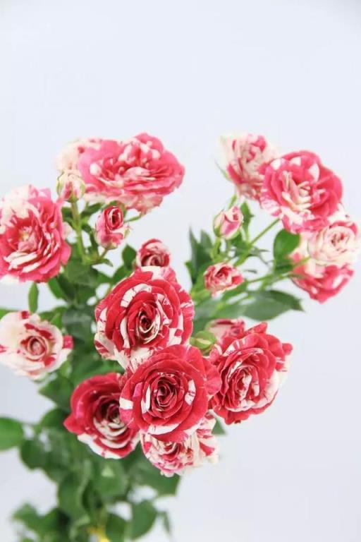 玫瑰花的样子 玫瑰花的样子「玫瑰花的样子和气味」 生活