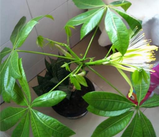 室内植物 室内植物（室内植物有哪些） 生活
