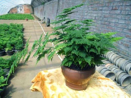 文竹的养殖方法 文竹的养殖方法「文竹的养殖方法茶叶水」 生活