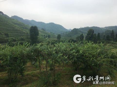 蓝莓产地 蓝莓产地（蓝莓产地在中国哪里） 生活