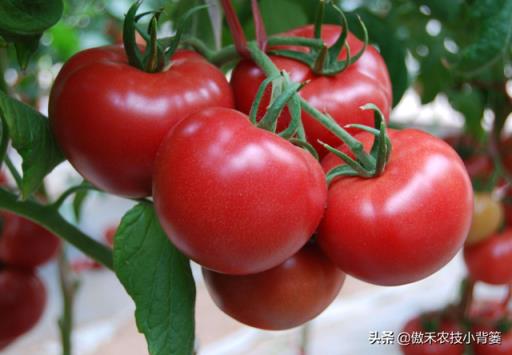 番茄的种植方法 番茄的种植方法  番茄的种植方法和过程日记 生活