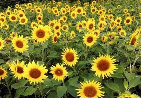 向日葵为什么会随着太阳转动 向日葵为什么会随着太阳转动，向日葵为什么会随着太阳转动50字 生活