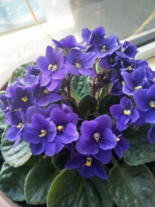 紫色的花 紫色的花（紫色的花有哪些及花名图片） 生活
