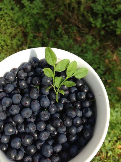 蓝莓的功效与作 蓝莓的功效与作（蓝莓的功效与作用禁忌和食用方法） 生活