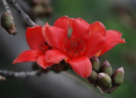 木棉花的花语「红色木棉花的花语」 生活