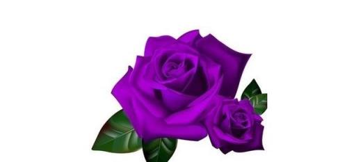 紫玫瑰的花语 紫玫瑰的花语（紫玫瑰的花语和寓意） 生活