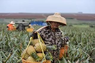 菠萝产地  菠萝产地主要在哪个省 生活