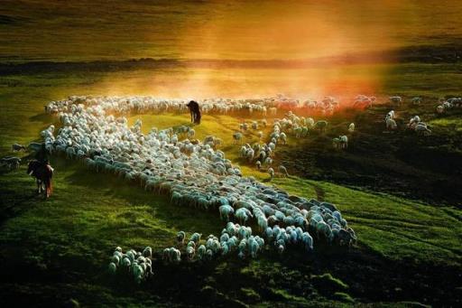 羊的产地 羊的产地（羊的产地检疫对象有多少种） 生活