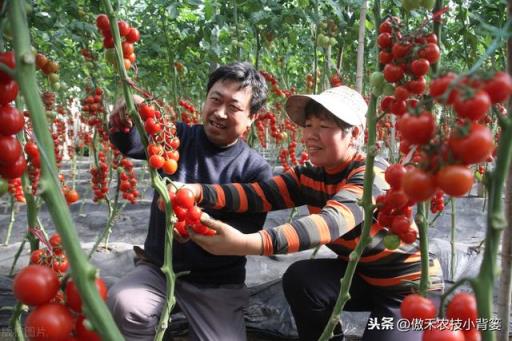 番茄的种植方法 番茄的种植方法  番茄的种植方法和过程日记 生活