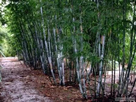 竹子的种类 竹子的种类（竹子的种类及特点） 生活