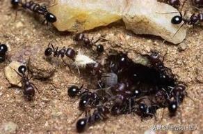 除蚂蚁 除蚂蚁（怎么消灭蚂蚁） 生活