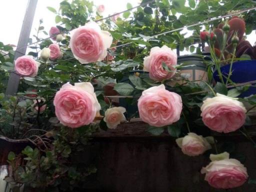 品种月季 品种月季（花店卖的玫瑰花是哪个品种月季） 生活