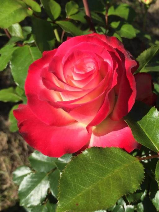 红玫瑰花语是什么 红玫瑰花语是什么（11朵红玫瑰花语是什么） 生活