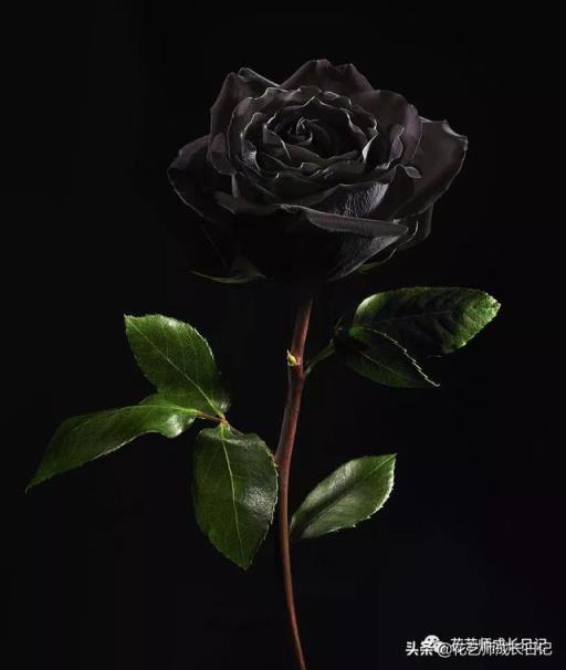 玫瑰的含义 玫瑰的含义（黑玫瑰的含义） 生活
