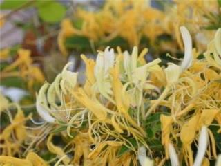 金银花种植技术 金银花种植技术「金银花种植技术大全」 生活