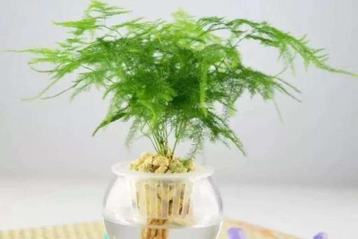 文竹的养殖方法 文竹的养殖方法「文竹的养殖方法茶叶水」 生活