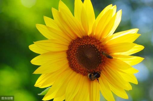 太阳花的花语是什么 太阳花的花语是什么（粉色太阳花的花语是什么） 生活