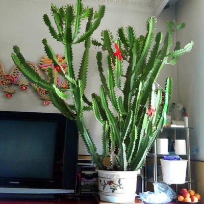 室内植物 室内植物（室内植物有哪些） 生活