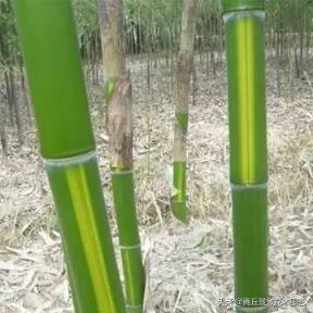 竹子的种类 竹子的种类（竹子的种类和用途） 生活