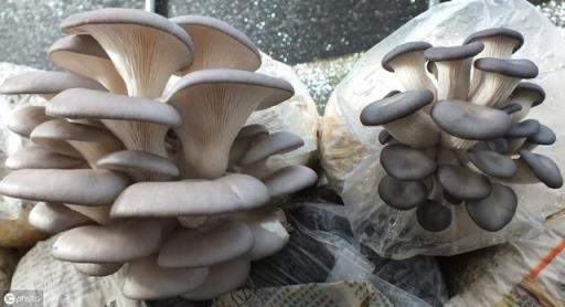 蘑菇种植 蘑菇种植（蘑菇种植方法和步骤） 生活
