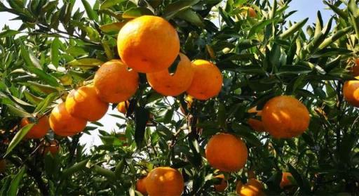 椪柑 椪柑（椪柑和橘子的区别） 生活