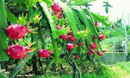 火龙果的种植 火龙果的种植（火龙果的种植方法图片） 生活