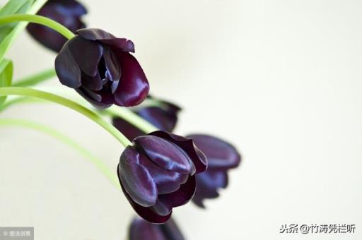 黑色郁金香图片 黑色郁金香图片「黑色郁金香花束图片」 生活