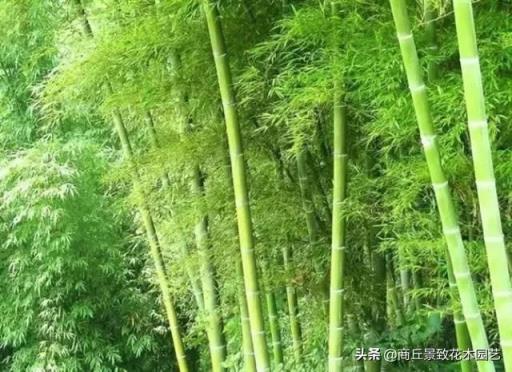 竹子的种类 竹子的种类（竹子的种类和用途） 生活