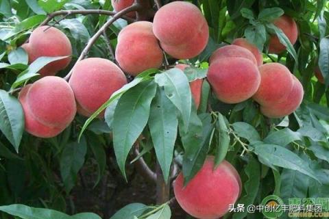 桃树肥料 桃树肥料（桃树施肥的最佳时期是什么时候） 生活