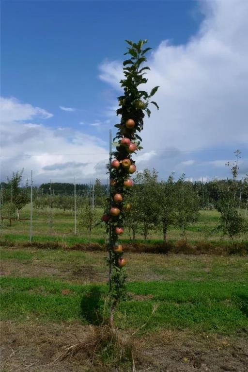柱状苹果 柱状苹果（柱状苹果树哪种好） 生活