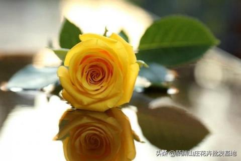 黄玫瑰代表什么 黄玫瑰代表什么，12朵黄玫瑰代表什么 生活