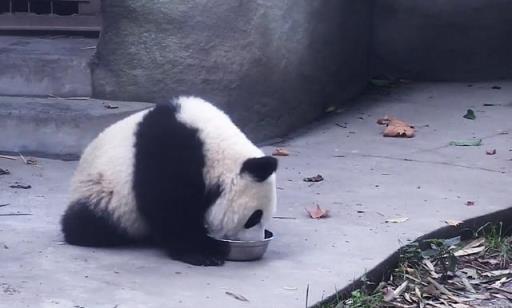 大熊猫是什么科 大熊猫是什么科（大熊猫是什么科的动物） 生活