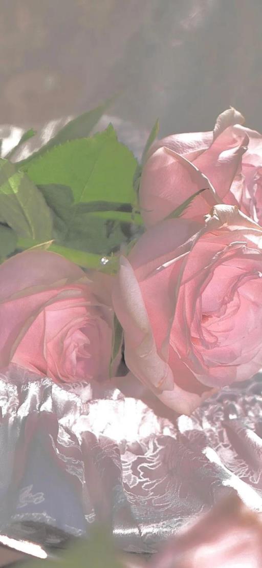 粉色玫瑰代表 粉色玫瑰代表（粉色玫瑰代表什么花语） 生活