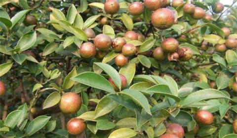 油茶树种植技术 油茶树种植技术「油茶树种植技术及管理须知」 生活